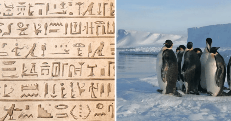 Zaujímavosti ku káve, ktoré ti zaručene rozšíria obzory #1363 – starovekí Egypťania uvádzali v písomnostiach tri pohlavia a výkaly tučniakov pomáhajú vedcom sledovať ich pohyb