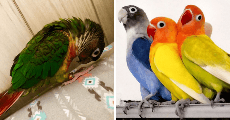 20 roztomilých papagájov, ktoré dokazujú, že s nimi nie je nikdy nuda