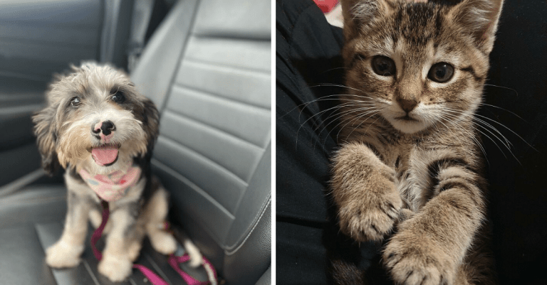 20 krásnych fotiek adoptovaných domácich miláčikov, ktoré ukazujú, akú radosť prináša zvieratám druhá šanca