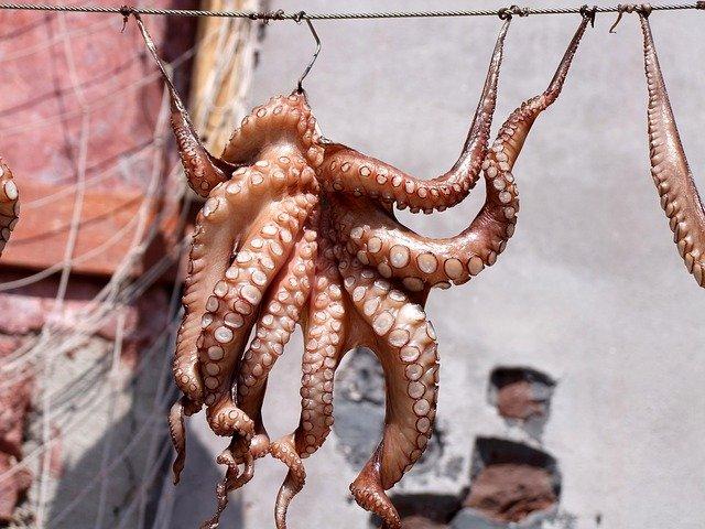squid photo
