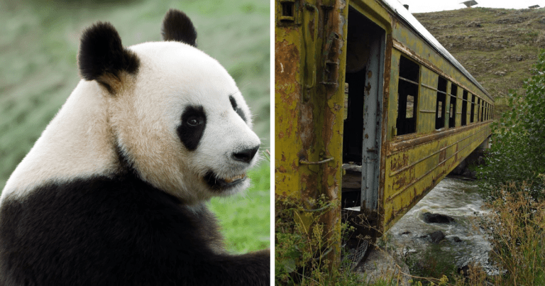 Zaujímavosti ku káve, ktoré ti zaručene rozšíria obzory #1399 – panda veľká vykonáva veľkú potrebu až 50x za deň a v Gruzínsku sa nachádza most vyrobený zo starého vagóna