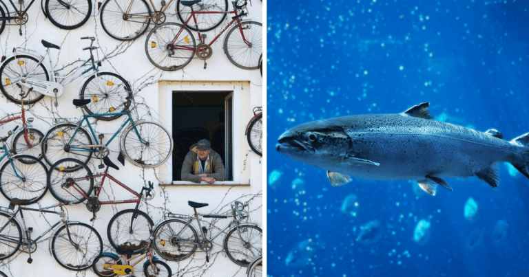 Zaujímavosti ku káve, ktoré ti zaručene rozšíria obzory #1403 – majiteľ obchodu s bicyklami vo východnom Nemecku vyzdobil vonkajšok svojho domu viac ako 200 starými bicyklami a losos atlantický dokáže skákať vo vodopádoch až do výšky 4,5 metra