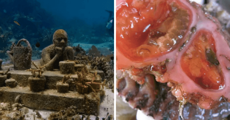 Zaujímavosti ku káve, ktoré ti zaručene rozšíria obzory #1404 – podmorské múzeum MUSA v Cancúne je turistickou atrakciou pri pobreží Mexika a modronohý vták (Sula Nebouxii) bol prvýkrát dôkladne študovaný Charlesom Darwinom počas jeho cesty po Galapágoch