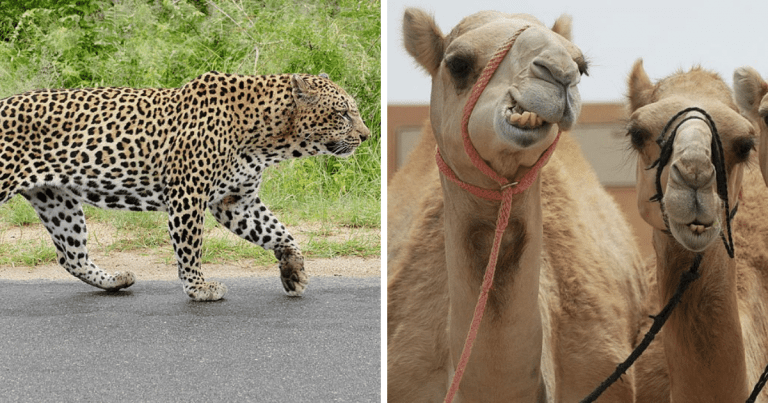 15 kurióznych útekov zvierat zo ZOO