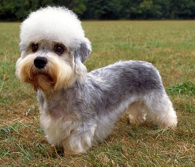 exotic dog breeds 3 1