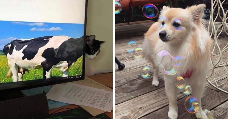 12 fotografií, ktoré sú zaujímavé vďaka perfektnému načasovaniu