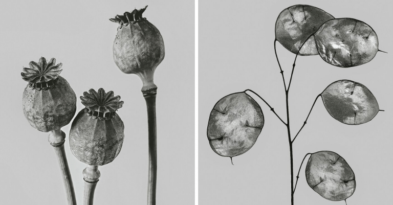 Monochromatické fotografie rastlín, ktoré vo vás zanechajú množstvo emócií