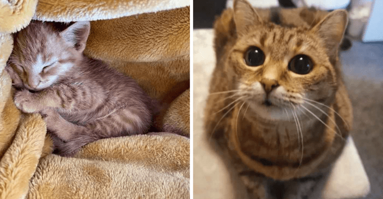 Fotografie čerstvo adoptovaných mačičiek, z ktorých doslova srší láska