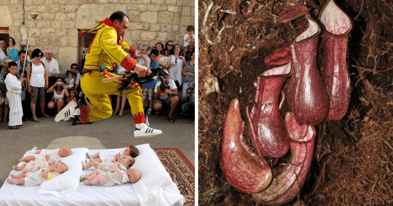 Zaujímavosti ku káve, ktoré ti zaručene rozšíria obzory #1421 – v španielskej dedinke Castrillo de Murcia sa každý rok koná festival, na ktorom muži v kostýmoch preskakujú bábätká a nepenthes pudica je jediná mäsožravá rastlina, ktorá vytvára podzemné pasce