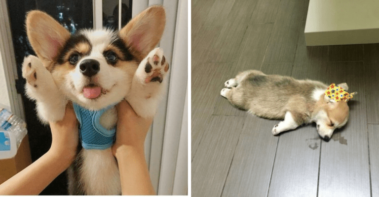 20 fotografií corgiov žijúcich svoj krásny život