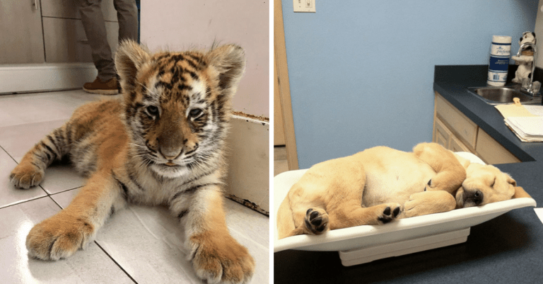 Veterinári sa podelili o fotografie svojich najrozkošnejších pacientov