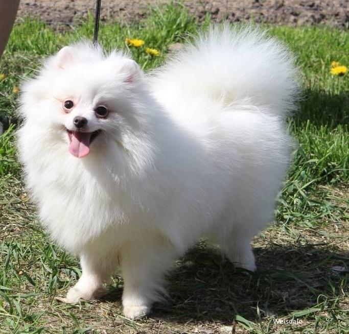 Pomeranian White