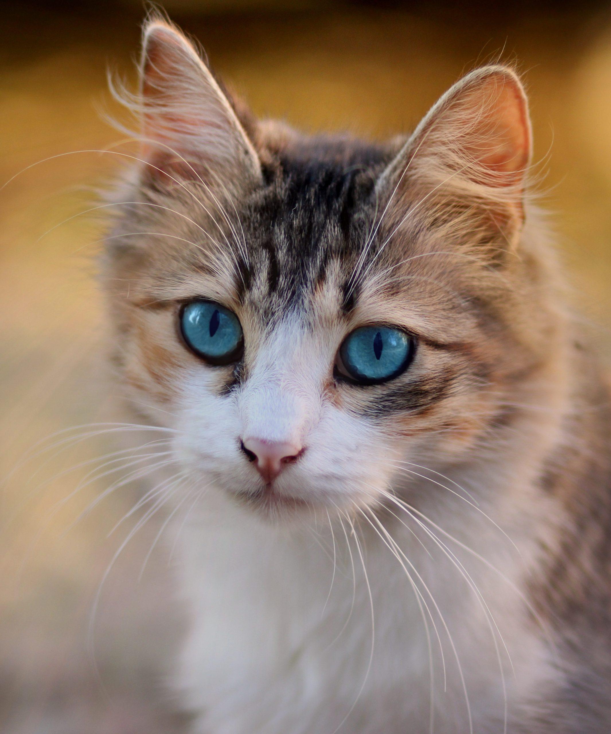 Tabby cat with blue eyes 3336579 scaled
