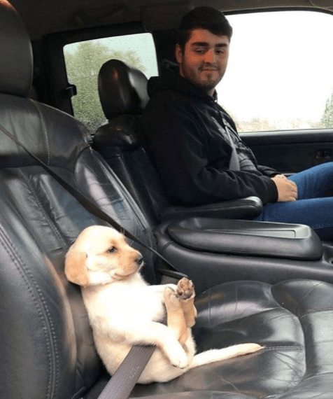 dog in car 1