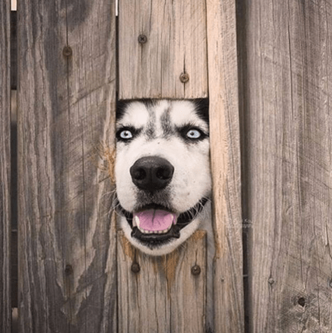 dog in wall 1
