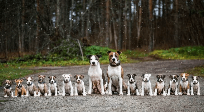 dogs family 1