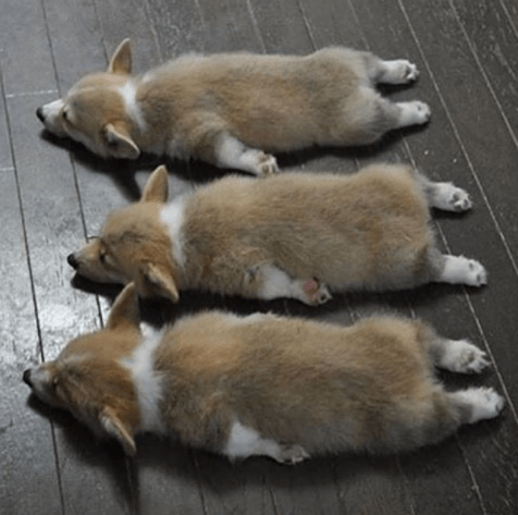 dogs on floor 1