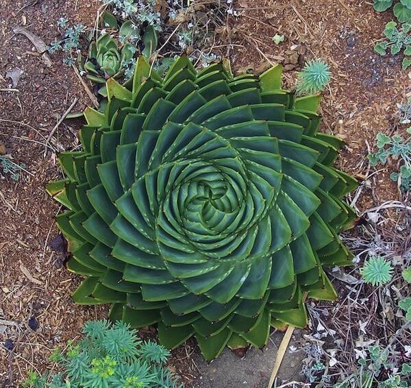 plants aloe