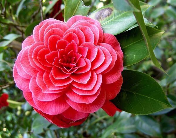 plants camelia