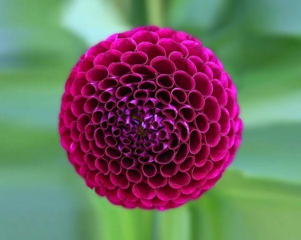 plants dahlia