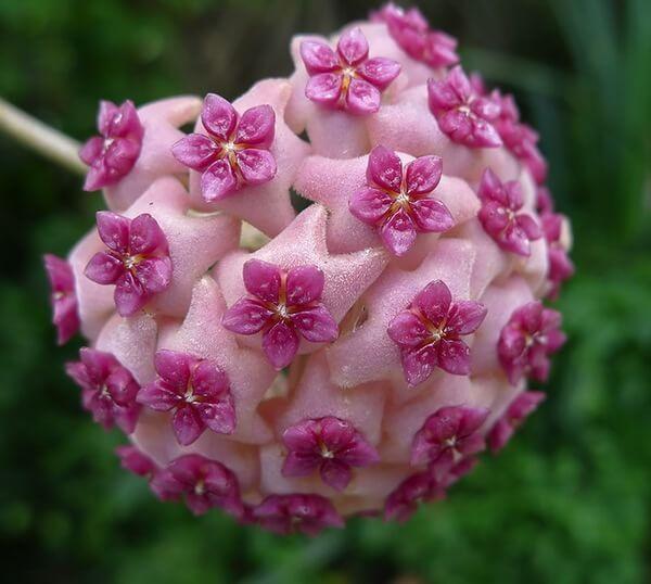 plants hoya