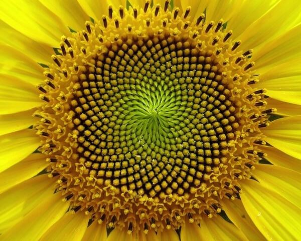 plants sunflower