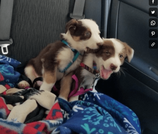 pups licking each other 2