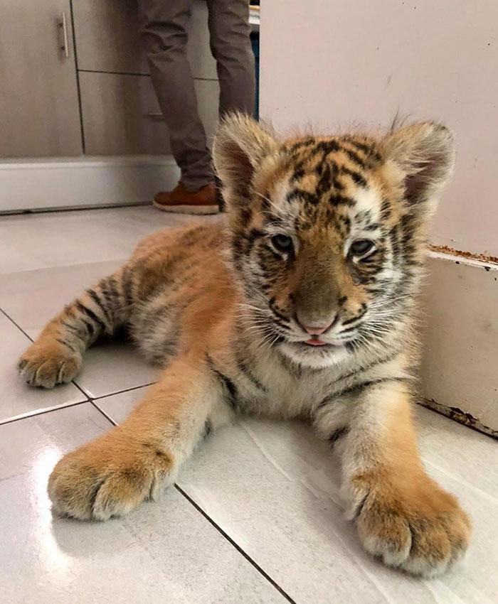 tiger at the vet
