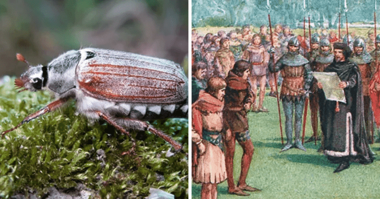Zaujímavosti ku káve, ktoré ti zaručene rozšíria obzory #1479 – počas francúzskej histórie sa dvakrát postavili pred súd chrústy obyčajné a oxfordskí študenti v roku 1355 vyvolali vzburu a štrajkovali proti zlému pivu v miestnom pohostinstve