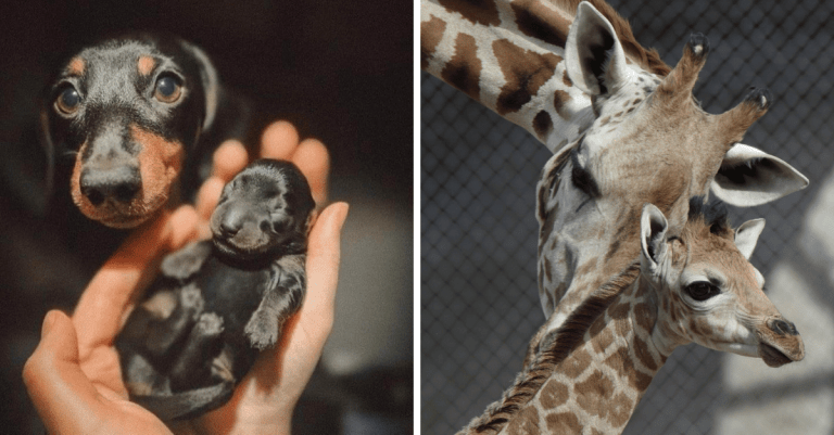 17 fotografií, ktoré ukazujú, aká nežná dokáže byť príroda