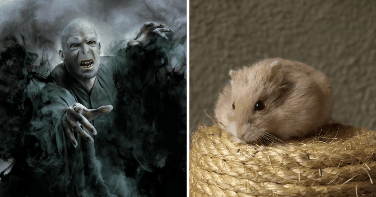 Zaujímavosti ku káve, ktoré ti zaručene rozšíria obzory #1512 – Lord Voldemort mal 7 plášťov v 7 rôznych odtieňoch aby vzbudil dojem, že s každým zničeným horcruxom slabne a bledne a domestikované škrečky, ktoré sa používajú aj na vedecké účely, pochádzajú zo Sýrie