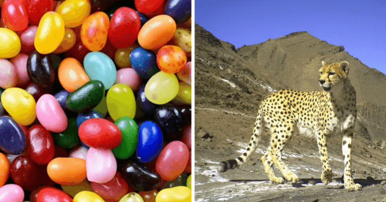 Zaujímavosti ku káve, ktoré ti zaručene rozšíria obzory #1490  – Jelly Belly chceli vyrobiť fazuľku s príchuťou syrovej pizze, no po tom, čo chutila ako zvratky, ju využili neskôr vo fazuľkách z filmov o Harrym Potterovi a ohrozený druh ázijského geparda, ktorý žije na iránskej náhornej plošine, má už len 12 členov vo voľnej prírode