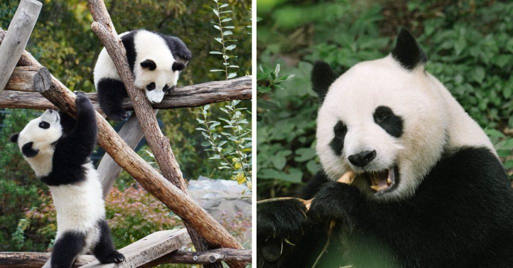 pandy
