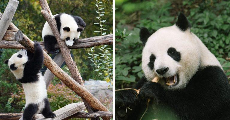 pandy