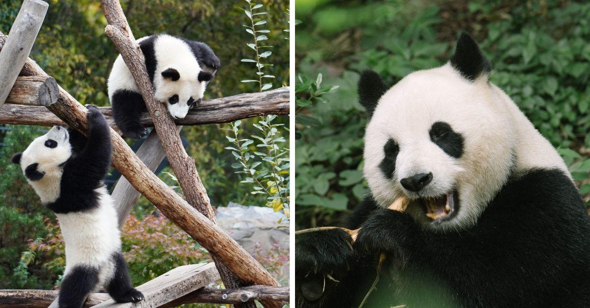 pandy