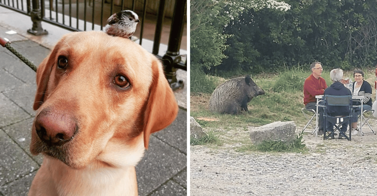 Nečakané stretnutia s divými zvieratami, z ktorých vznikli skvelé zábery