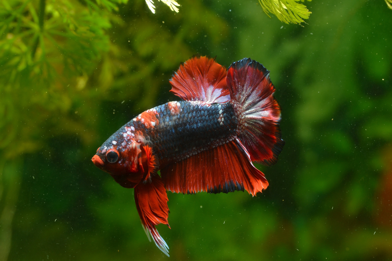 Betta rybička