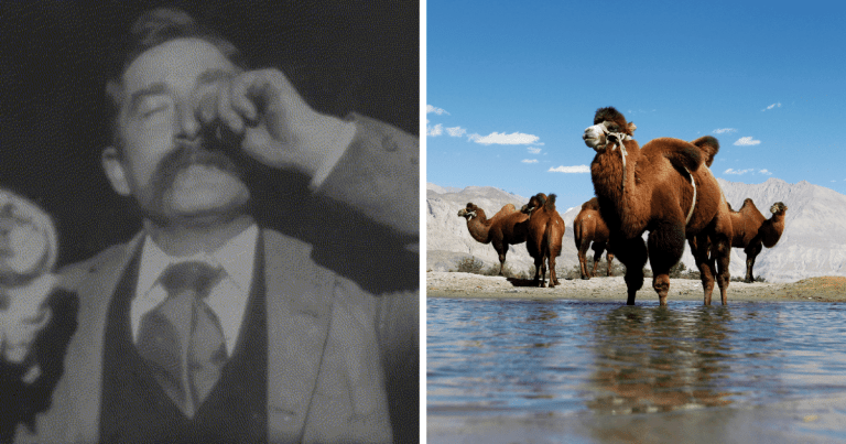 Zaujímavosti ku káve, ktoré ti zaručene rozšíria obzory #1515 – Thomas Edison v roku 1894 natočil svetovo prvý film s názvom Kýchanie Freda Otta, ktorý trval 5 sekúnd a ťavy mali svoju gigantickú predchodkyňu, ktorá žila pred 3,5 milióna rokmi v Kanade
