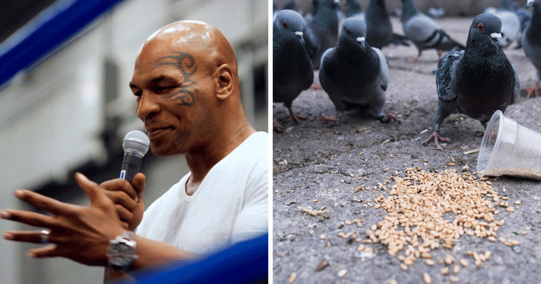 Zaujímavosti ku káve, ktoré ti zaručene rozšíria obzory #1528 – boxer Mike Tyson zasadil svoj prvý úder už v 10 rokoch mužovi, ktorý hodil jeho holuba do drviča odpadu a v Barcelone zaviedli od roku 2017 antikoncepčné krmivo pre holuby, pretože sa rýchlo premnožujú