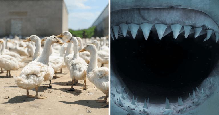 Zaujímavosti ku káve, ktoré ti zaručene rozšíria obzory #1517 – juhoafrický farmár chová viac ako 1 200 kačíc, ktoré vyženie každé ráno do vinohradu, aby zlikvidovali škodcov a žraloky dokážu vyvrátiť naruby cez ústa svoj žalúdok, aby sa zbavili nestráviteľných zvyškov