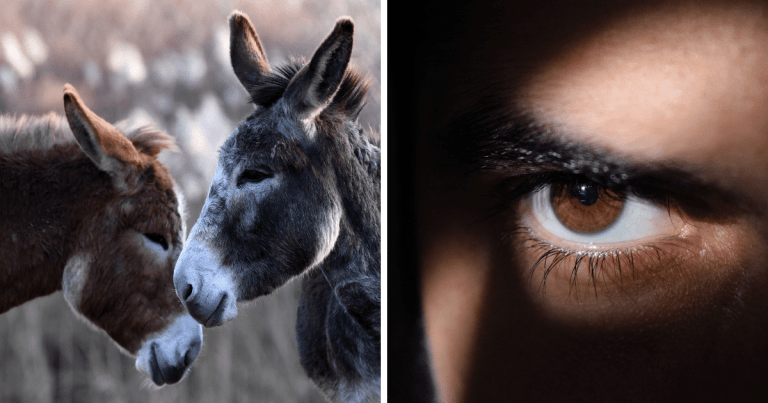 Zaujímavosti ku káve, ktoré ti zaručene rozšíria obzory #1514 – párik somárikov v poľskej zoo bol rozdelený po tom, čo sa rodičia sťažovali, že sa páril pred očami detí a bývalý ruský špión Alexander Litvinenko sám vyriešil prípad pokusu o jeho vraždu
