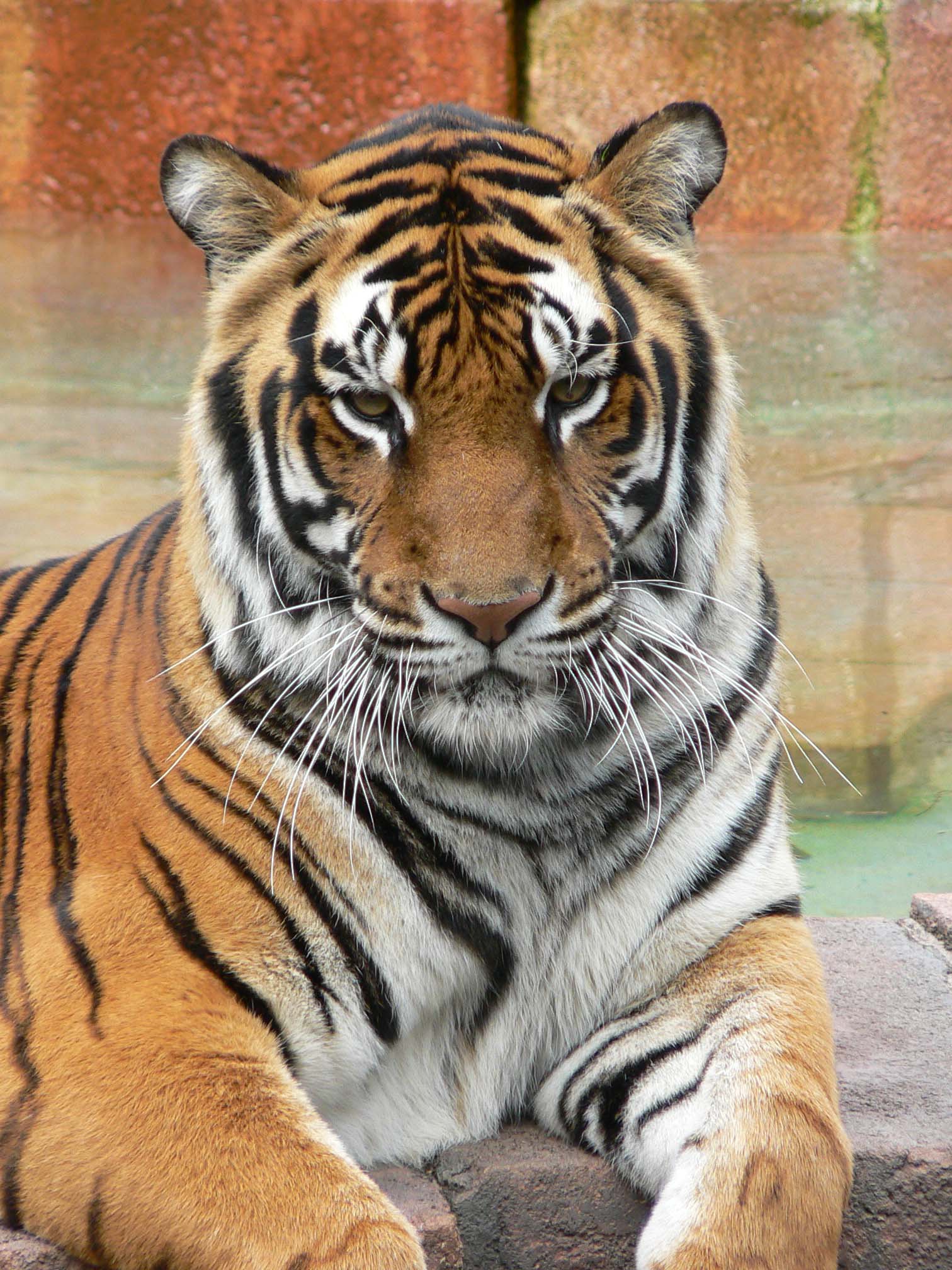 Panthera tigris7