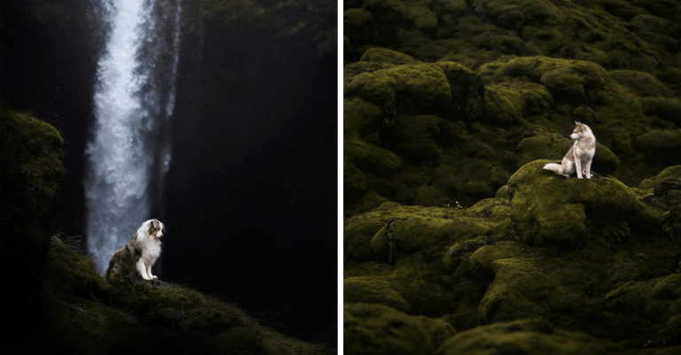 Profesionálne fotografie psov a nedotknutej islandskej prírody