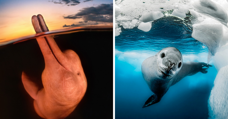 Zverejnili víťazné fotografie súťaže „Underwater Photographer of the Year“. Prinášame vám ukážku najkrajších fotografií