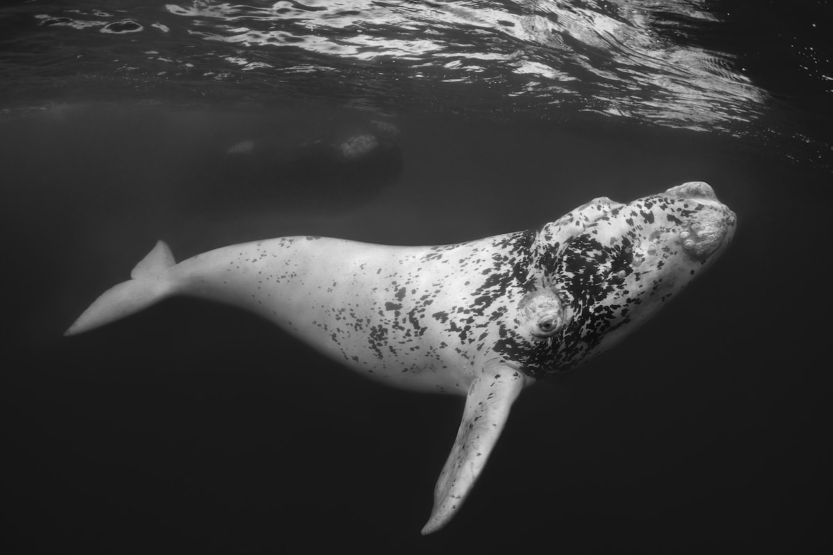 the underwater photographer of the year 2023 winners 10