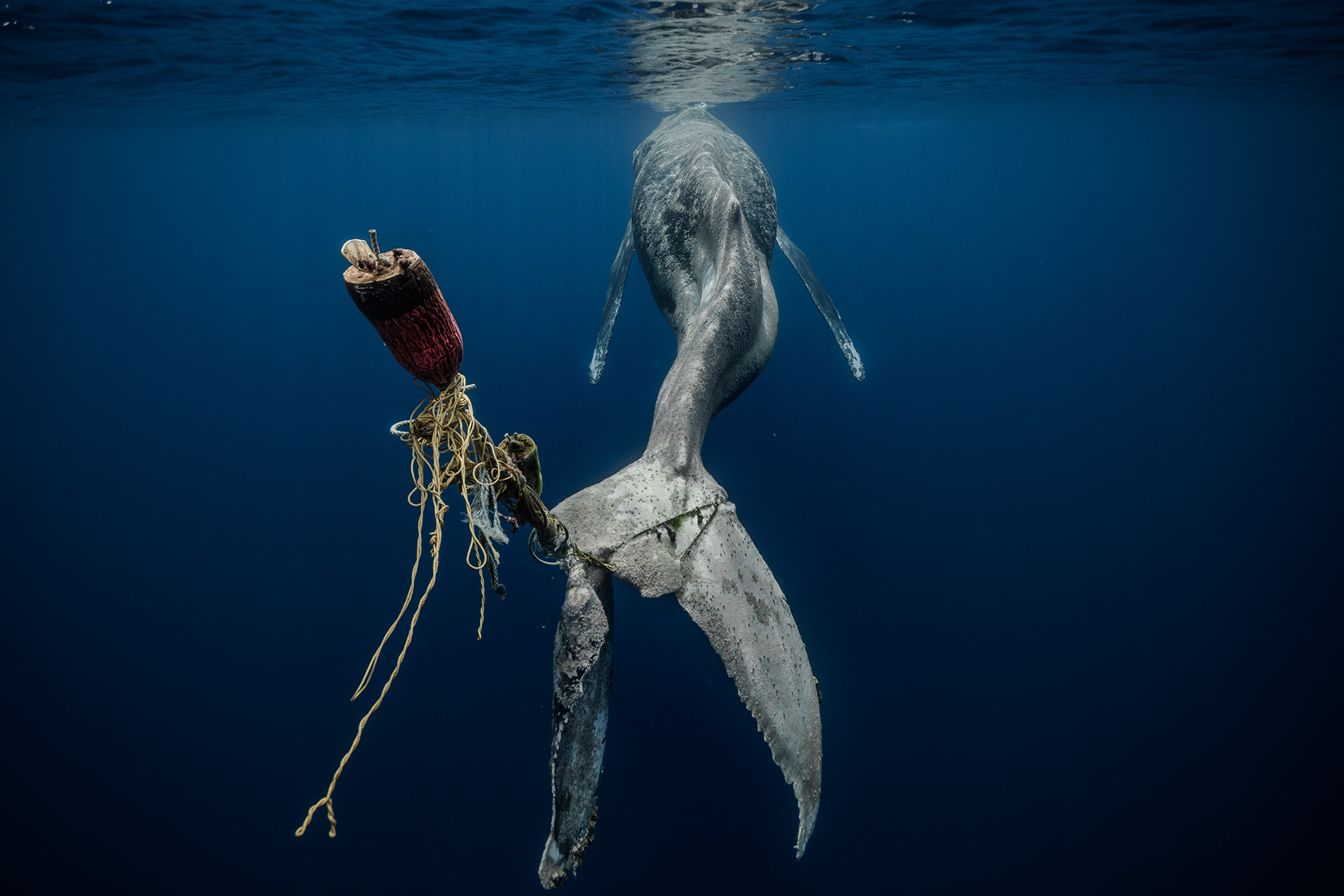 the underwater photographer of the year 2023 winners 12