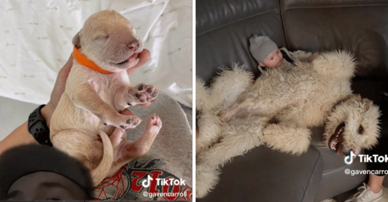 10 psíkov, z ktorých vyrástlo niečo celkom iné než malo