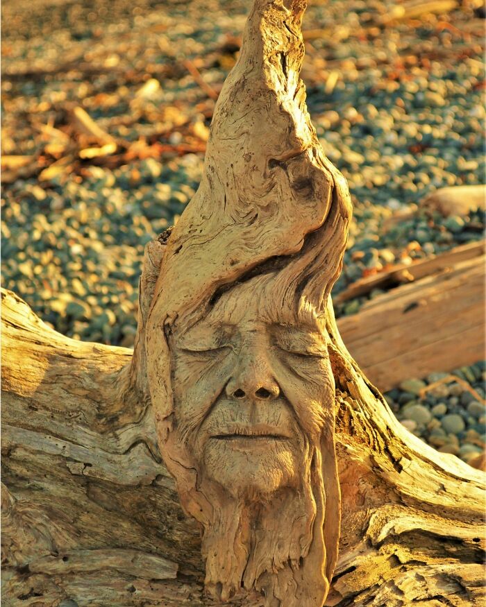 Artist uses driftwood to create stunning sculptures New Pics 641065fa0709b 700