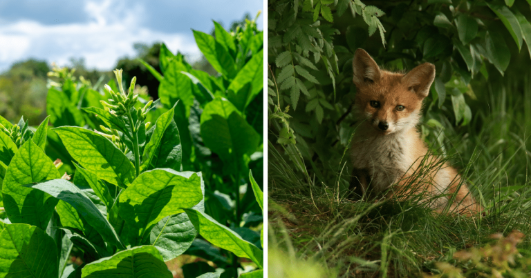 Zaujímavosti ku káve, ktoré ti zaručene rozšíria obzory #1554 – manipulácia so zelenými tabakovými listami môže viesť k otrave nikotínom a hod líškou bol v Európe obľúbeným športom v 17. a 18. storočí