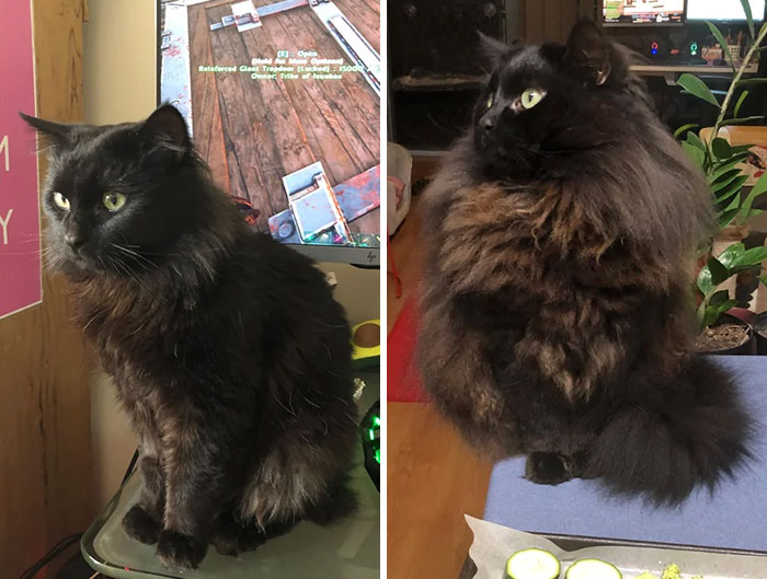rescue cats transformations 13